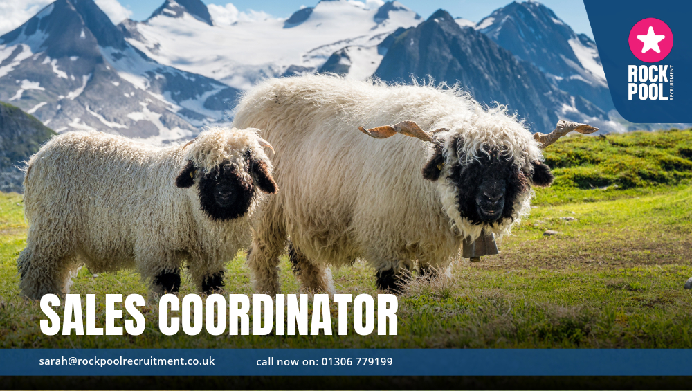 SALES CORDINATOR SHEEP